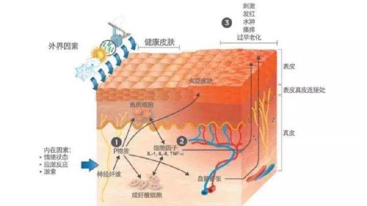 潼南區(qū)“屏障修復(fù)”修復(fù)的是什么？不同膚質(zhì)該如何搭配？